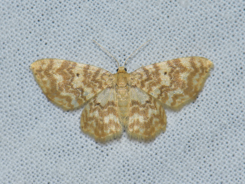 Hydrelia flammeolaria - narancssárga araszoló