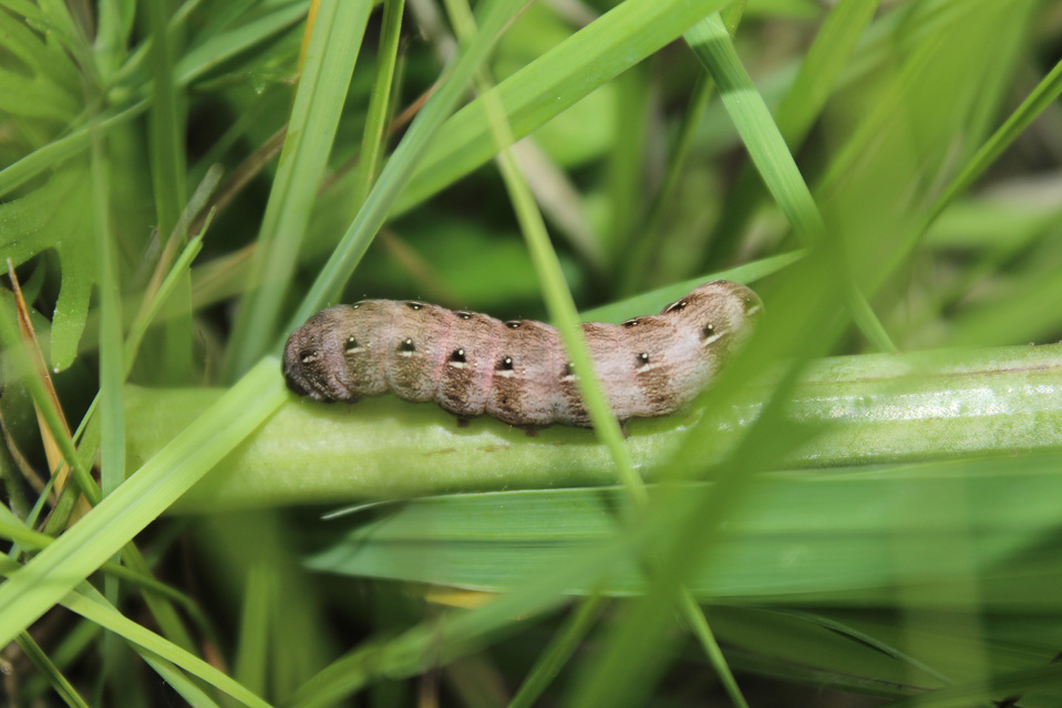 Cerastis rubricosa - vörhenyes tavaszibagoly