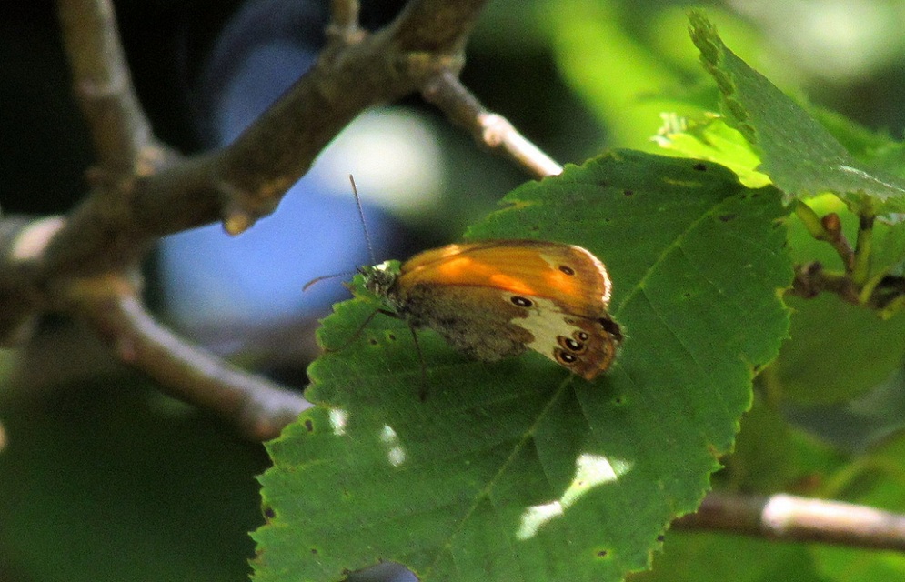 Coenonympha arcania - fehéröves szénalepke