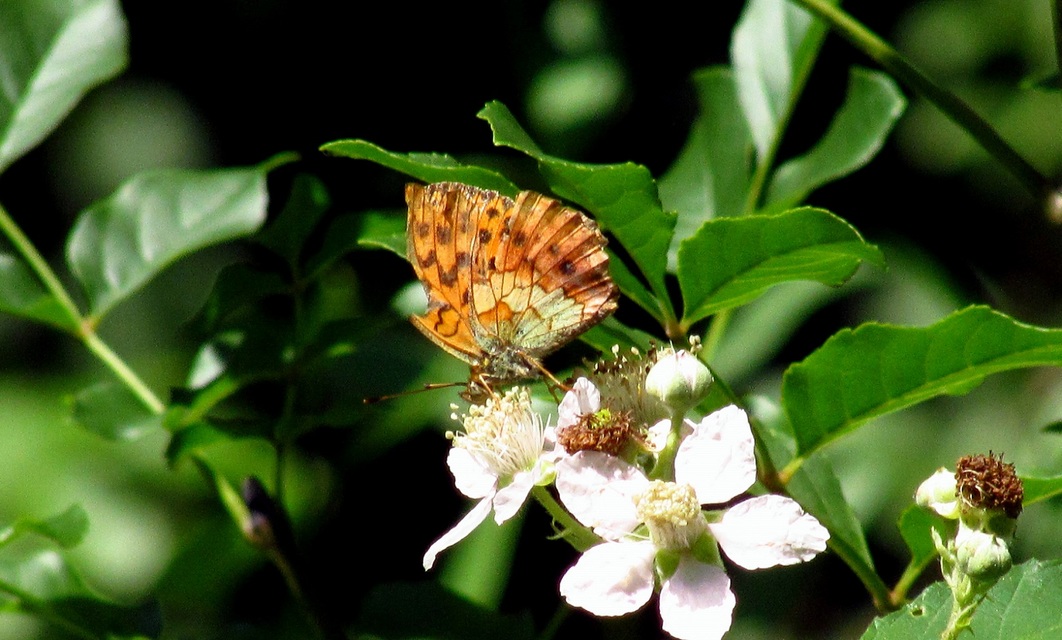 Brenthis daphne - málna-gyöngyházlepke Brenthis daphne - málna-gyöngyházlepke