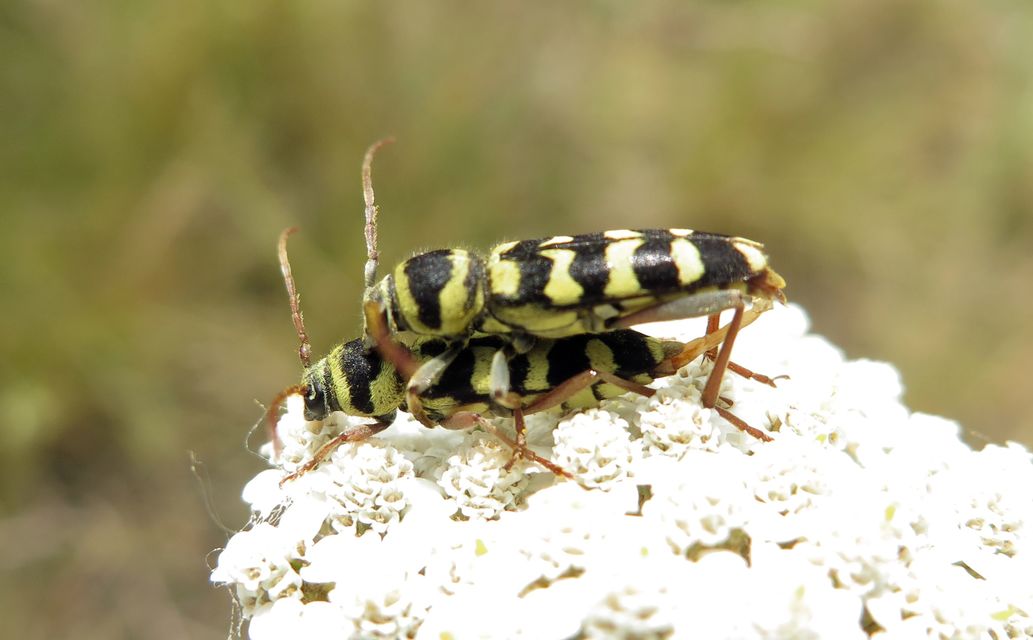 Echinocerus floralis - lucerna-darázscincér
