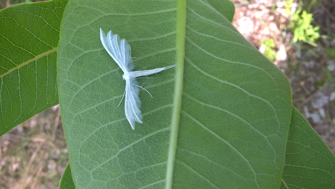 Pterophorus pentadactyla - fehér tollasmoly