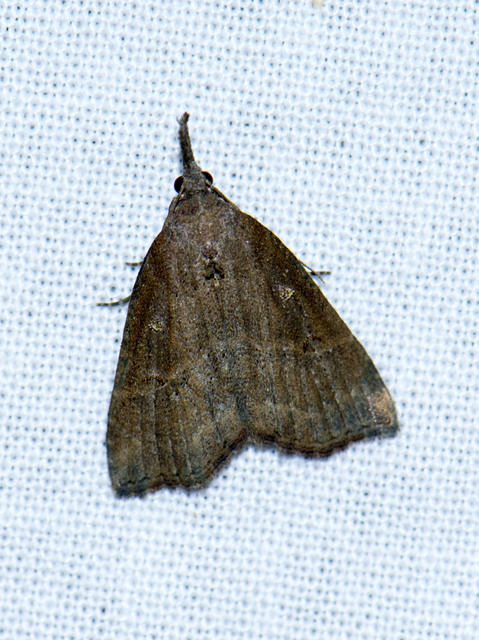 Hypena rostralis - közönséges karcsúbagoly