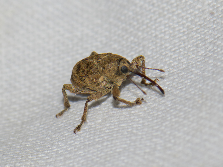 Curculio venosus - tarajos zsuzsóka
