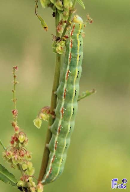 Xylena exsoleta - szürke fabagoly