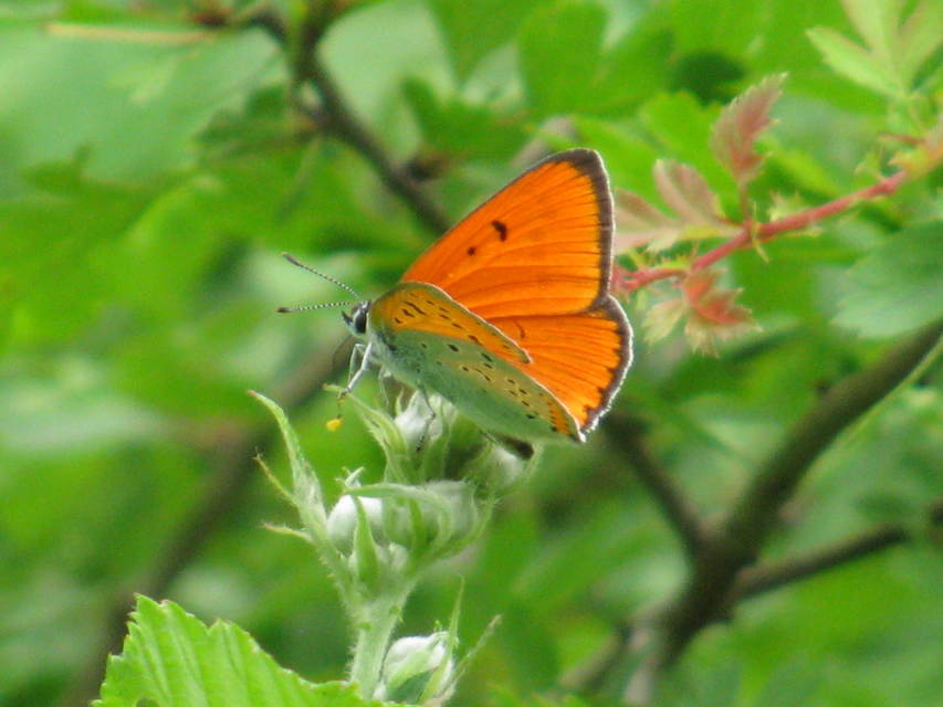 Lycaena dispar rutilus - nagy tűzlepke