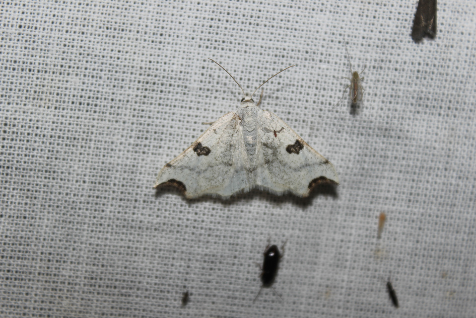Eilicrinia cordiaria - fehér fűzfaaraszoló