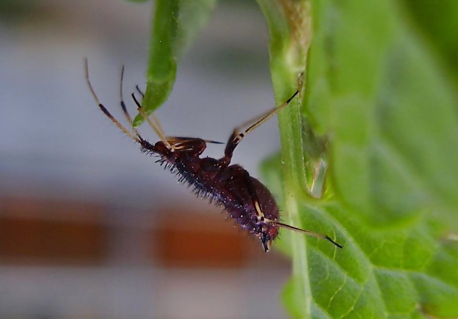 Deraeocoris ruber - vöröses mezeipoloska
