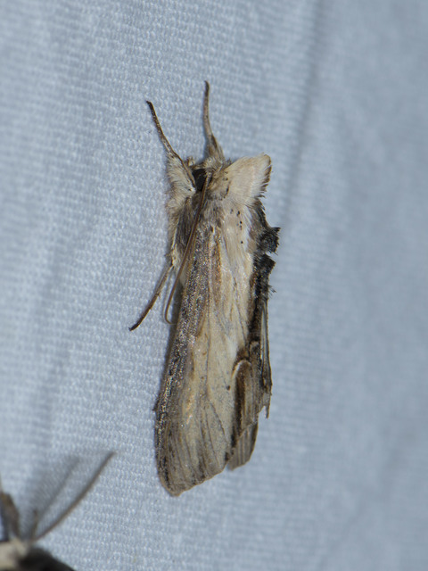 Shargacucullia