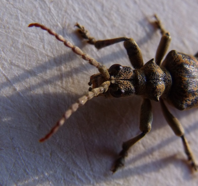 Rhagium sycophanta - tölgyes-tövisescincér