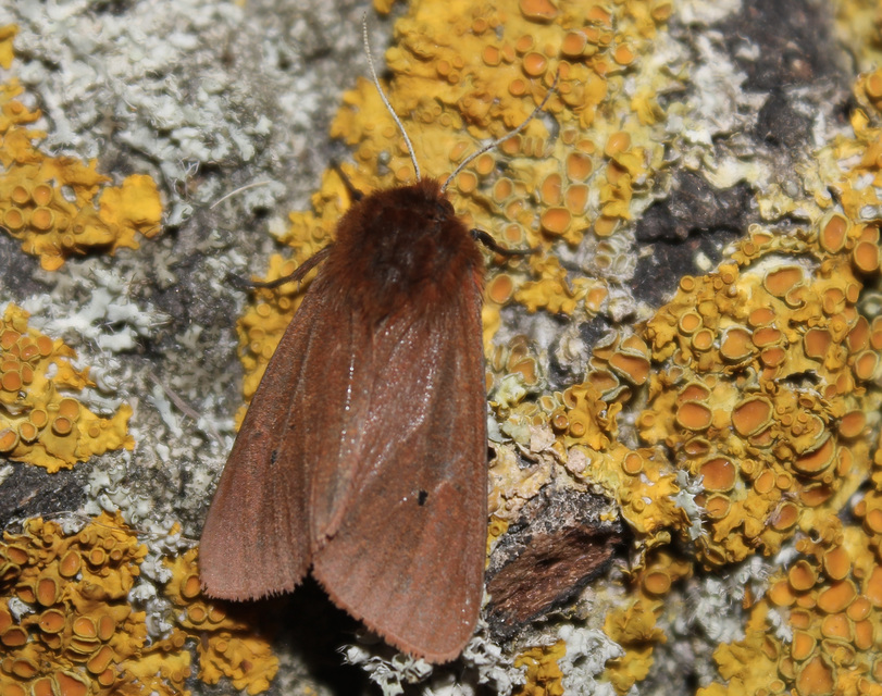 Phragmatobia fuliginosa - füstös medvelepke