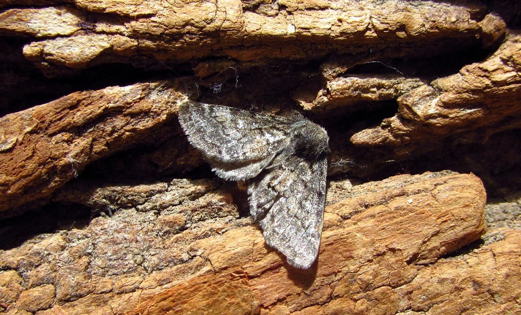 Gluphisia crenata - kormos púposszövő