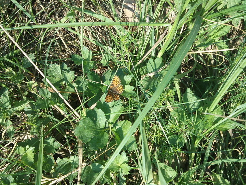 Melitaea athalia - közönséges tarkalepke
