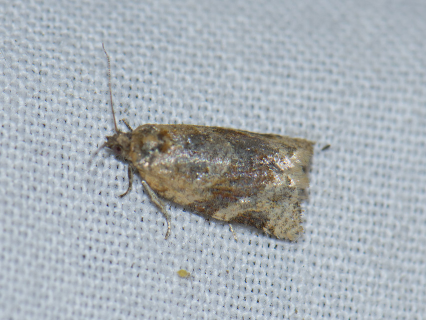 Argyrotaenia ljungiana - ékes sodrómoly