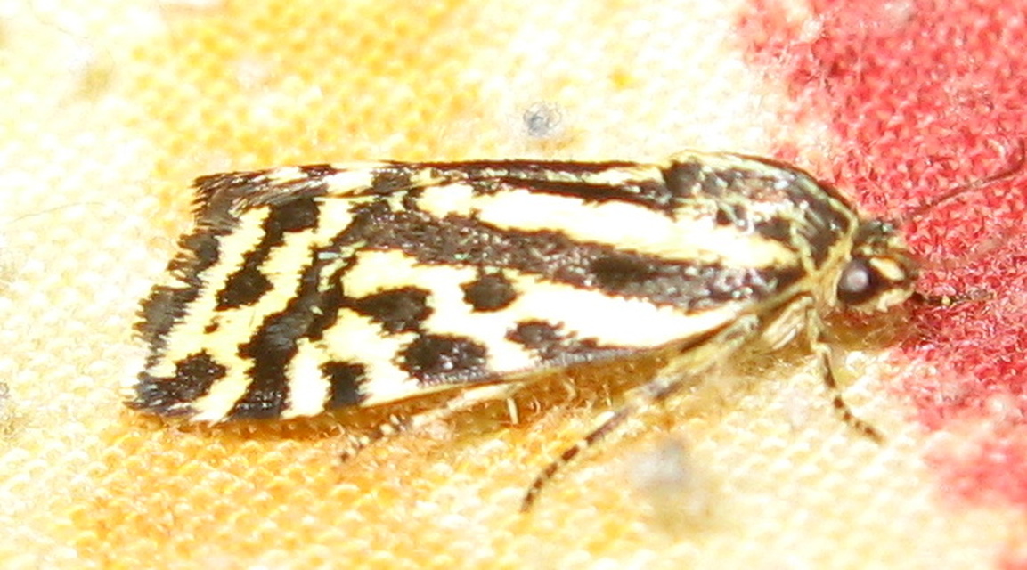 Emmelia trabealis - zebrabagoly