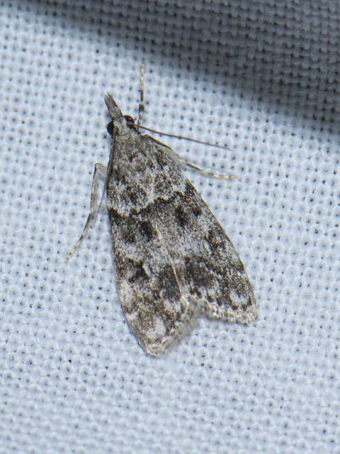 Scoparia