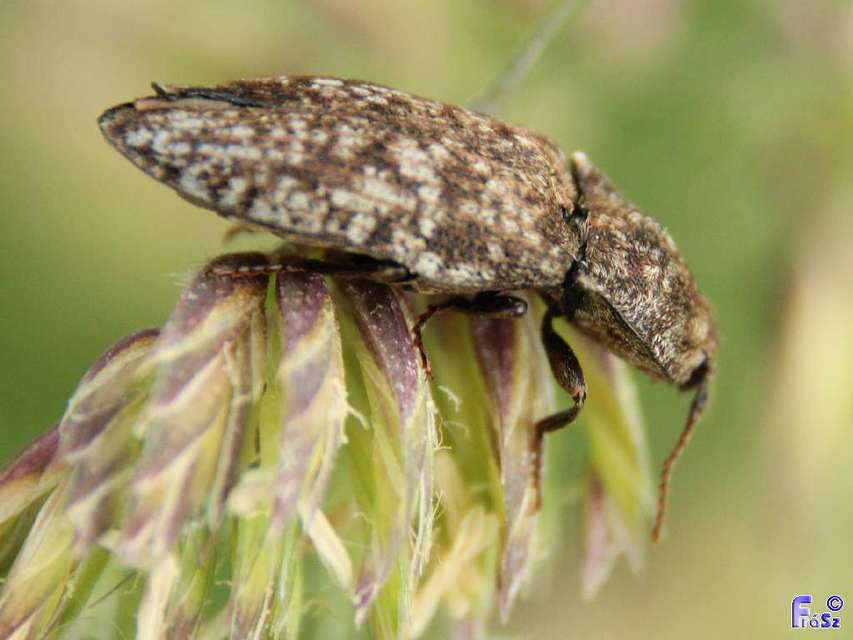 Agrypnus murinus - egérszínű pikkelyespattanó