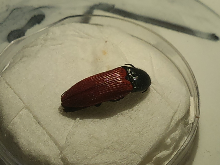 Ampedus sanguineus - vérvörös pattanó