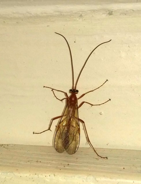 Ophion Ophion