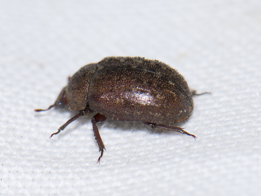 Aesalus scarabaeoides - szőrös szarvasbogár