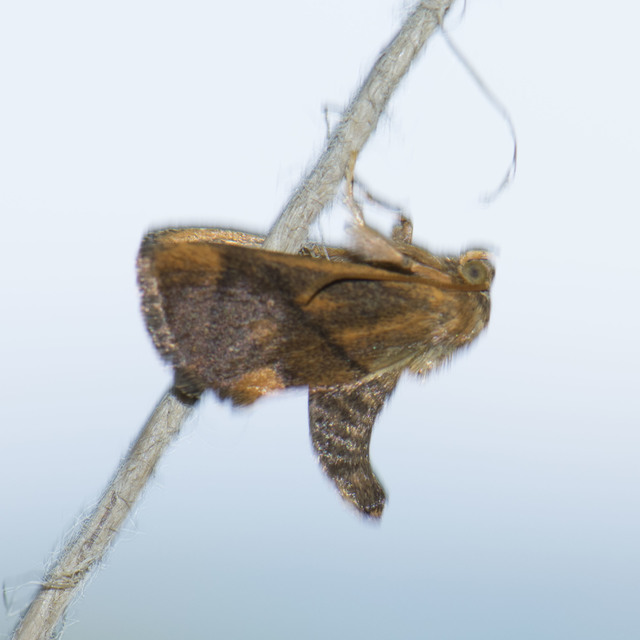 Apoda limacodes - kagylólepke