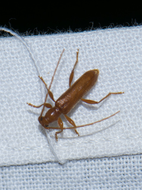 Axinopalpis gracilis - kecses selymescincér