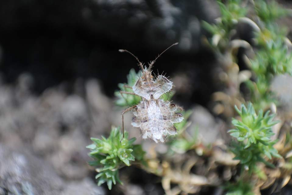 Phyllomorpha laciniata - lándzsás karimáspoloska