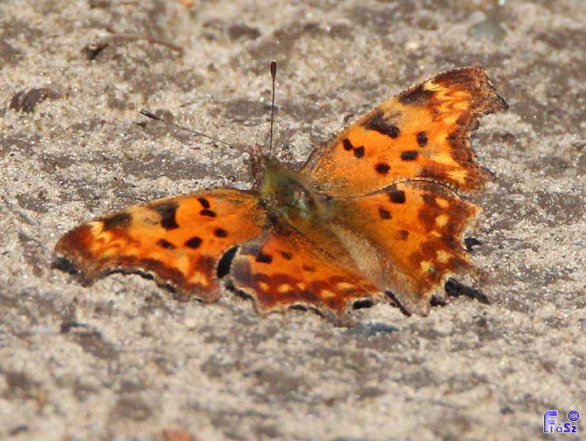 Nymphalis c-album - C-betűs lepke