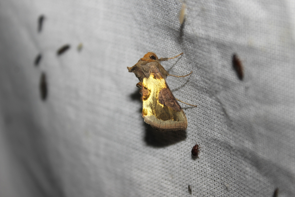 Diachrysia chrysitis/stenochrysis