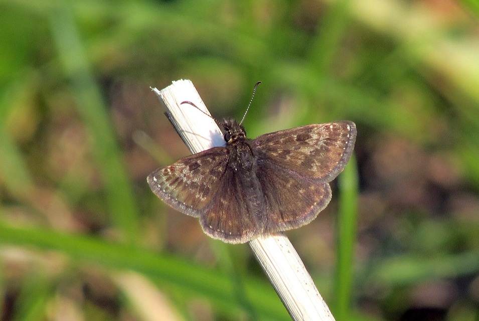 Erynnis tages - cigánylepke