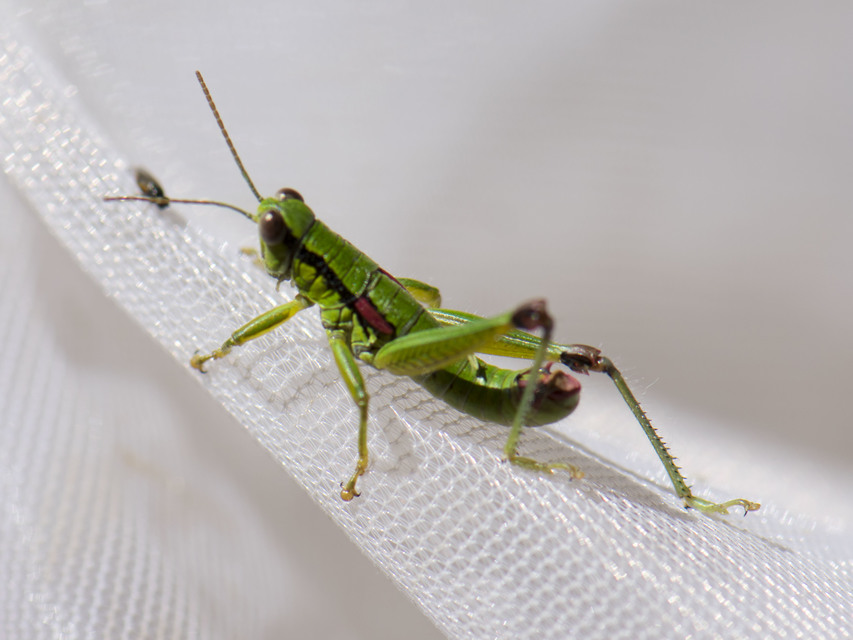 Odontopodisma decipiens - déli hegyisáska Odontopodisma decipiens - déli hegyisáska