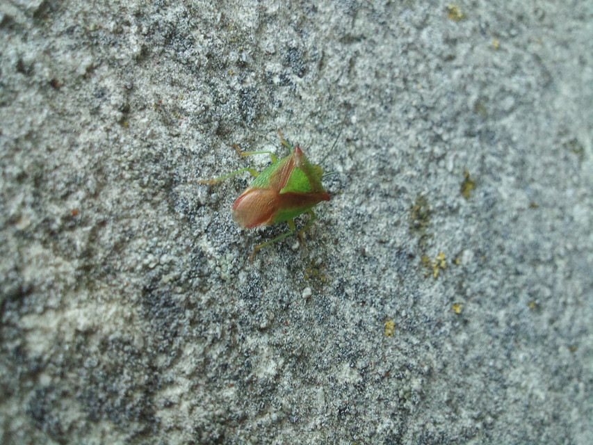 Acanthosoma haemorrhoidale - nagy dajkapoloska Acanthosoma haemorrhoidale - nagy dajkapoloska