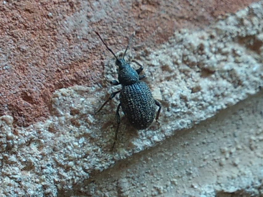 Otiorhynchus rugosostriatus - szamóca-gyalogormányos