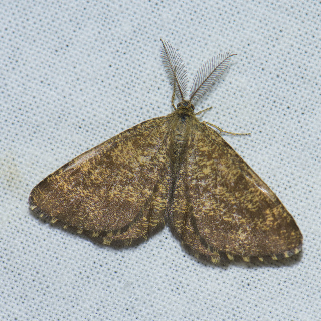 Ematurga atomaria - barna rétiaraszoló