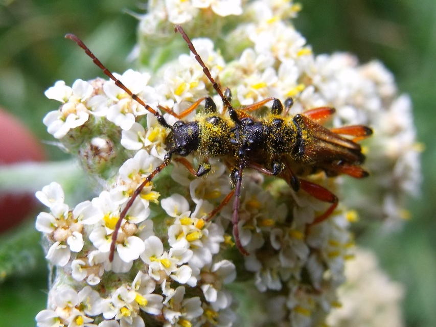 Stenopterus rufus - tarkacsápú keskenyfedőscincér