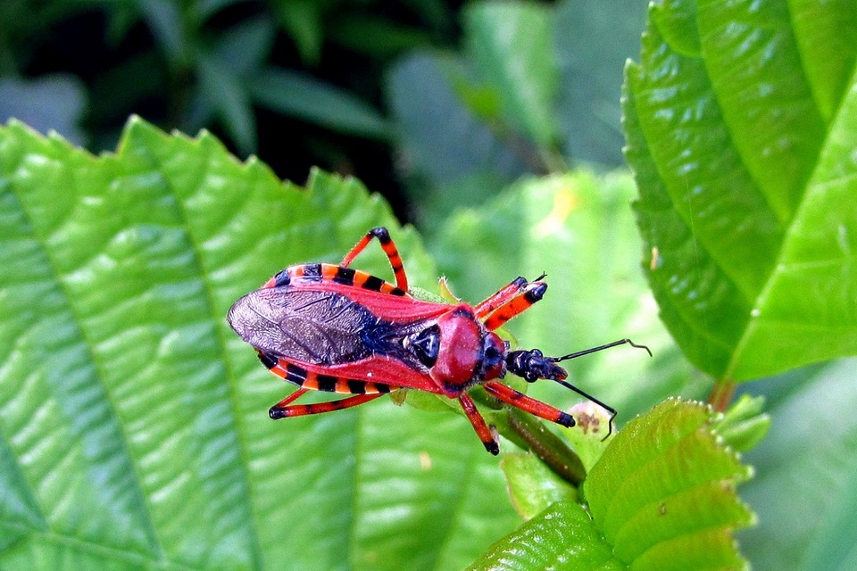 Rhynocoris iracundus - közönséges gyilkospoloska