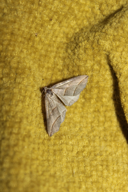 Colobochyla salicalis - háromsávos törpebagoly
