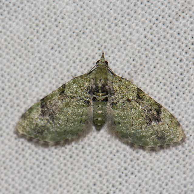 Chloroclystis v-ata - zöldes törpearaszoló