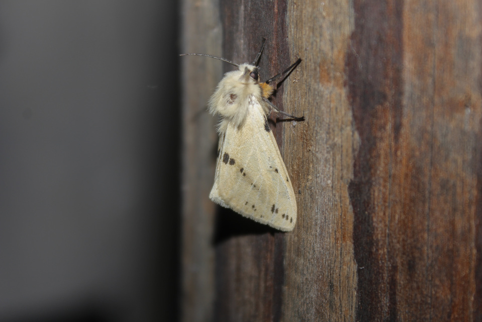 Spilarctia lutea - sárgás medvelepke