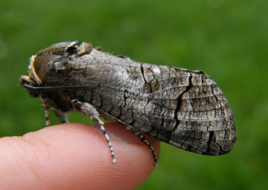 Cossus cossus - fűzfarontólepke