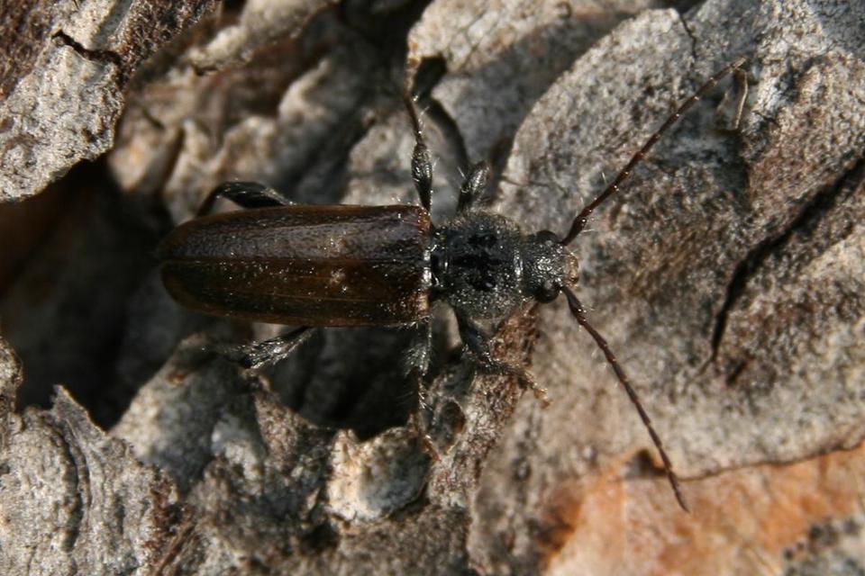 Hylotrupes bajulus - házicincér