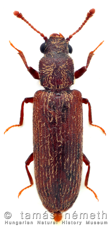 Lyctus linearis - közönséges falisztbogár