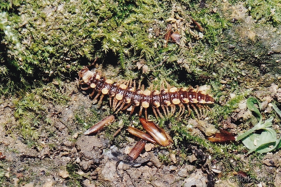 Polydesmus collaris - sárganyakú ikerszelvényes