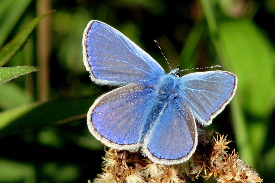 Polyommatus icarus - közönséges boglárka