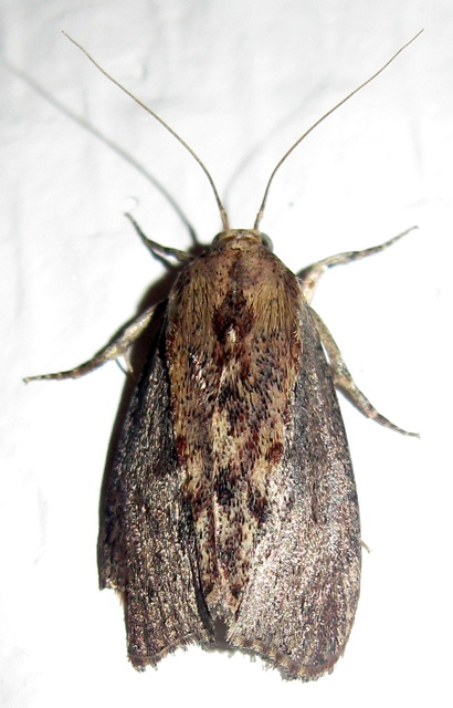 Galleria mellonella - nagy viaszmoly