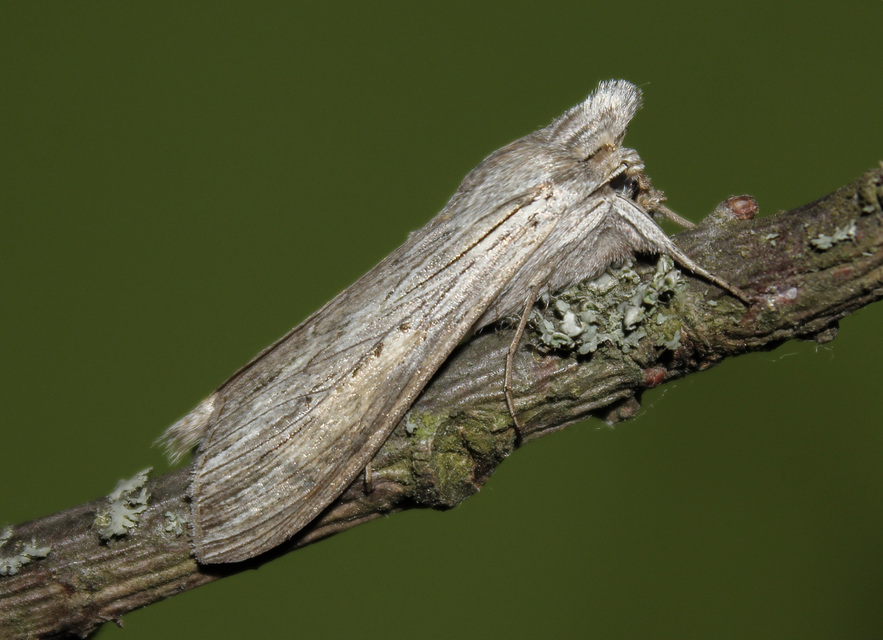 Cucullia umbratica - közönséges csuklyásbagoly