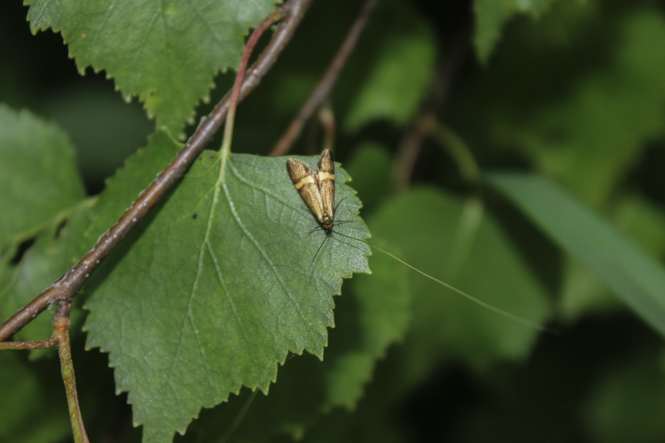 Nemophora degeerella - pompás tőrösmoly