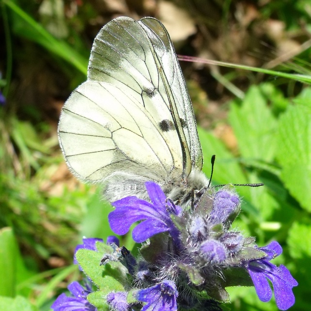 Parnassius mnemosyne - kis apollólepke