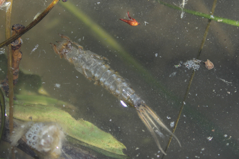 Palingenia longicauda - tiszavirág
