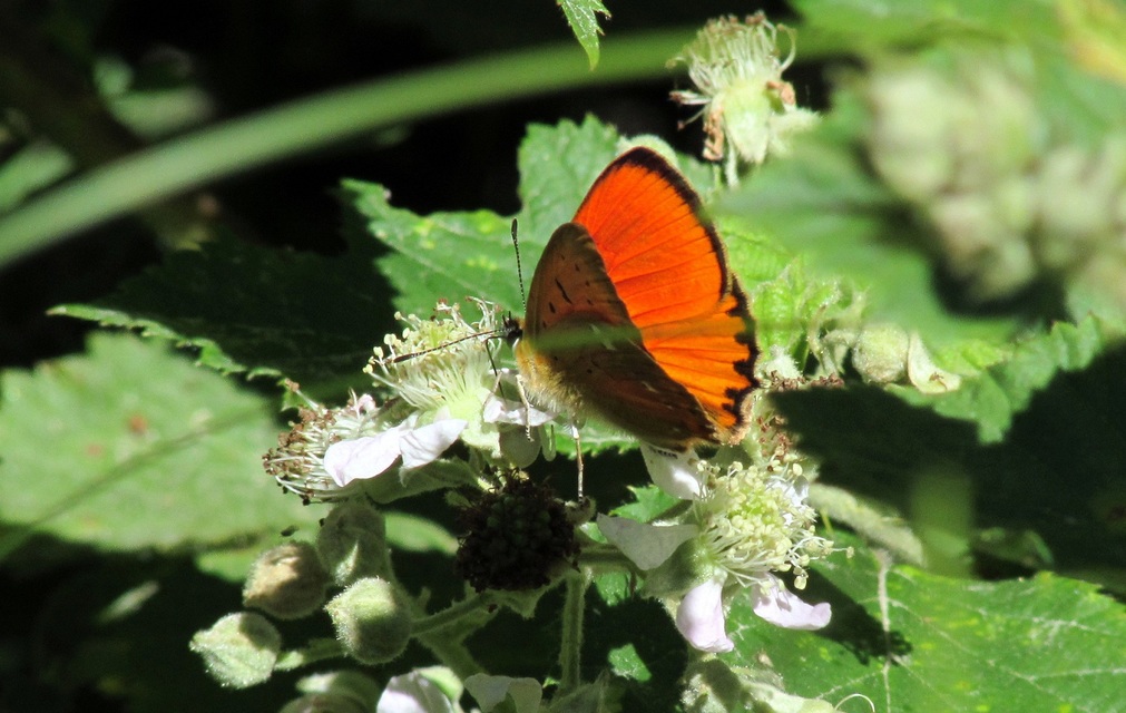 Lycaena virgaureae - arany-tűzlepke